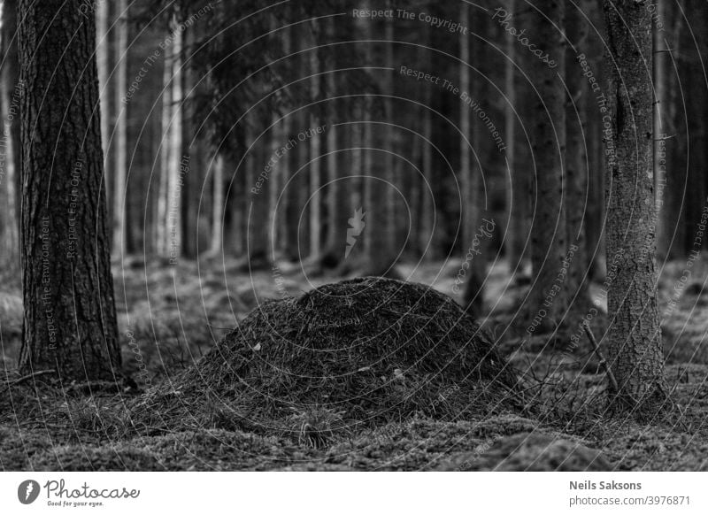 ant hill in the middle of pine forest found in Latvian woods. Animal anthill beautiful beauty big botanical botany bright brown closeup collective colony color