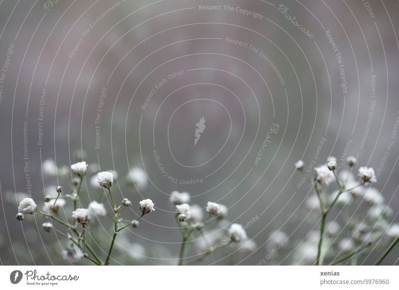 Gypsophila in front of grey with indistinct bright spots Baby's-breath gypsum herb Background picture Blossom White Gray Plant Flower points Decoration