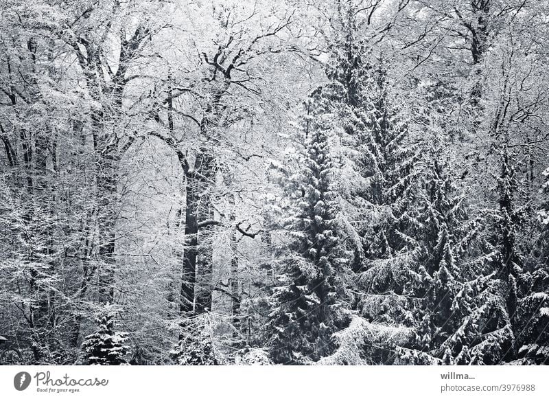 view from my window. living in the green. Winter Forest Winter forest snowy trees winter Snow snow-covered Nature Winter mood Winter's day