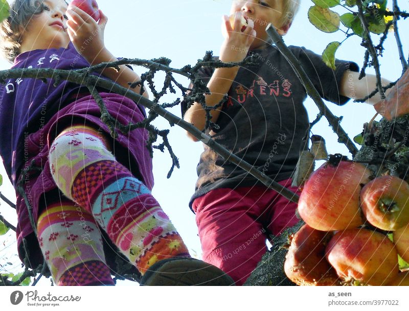 apple harvest Apple tree apples Infancy Eating Nature Climbing reap To enjoy Tights variegated Worm's-eye view Fruit Colour photo Exterior shot Tree Garden