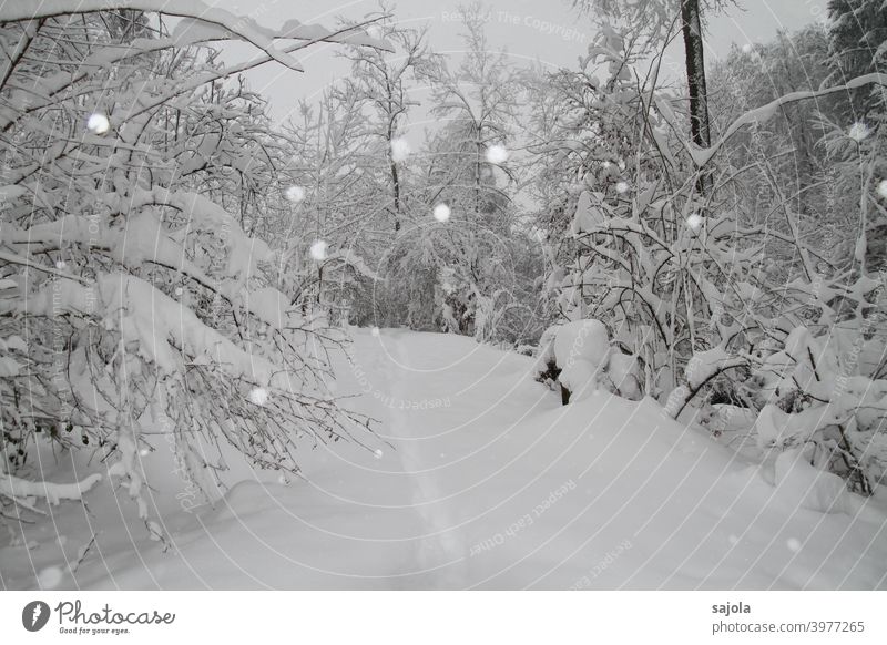 wintry walk under snowy trees Snow path Snowfall To go for a walk Walk in the nature White Bushes Snow layer trace leave traces Lanes & trails off Winter