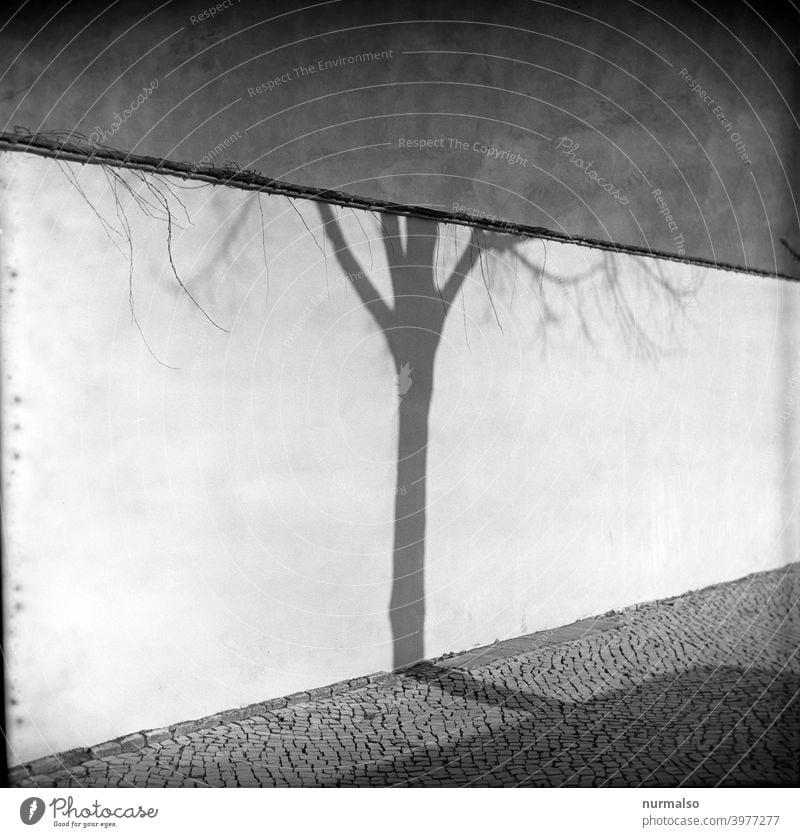 Zusammentreffen Analog kontrast baum wand schatten pflasterstein stadt quadratic rollfilm winter Kälte