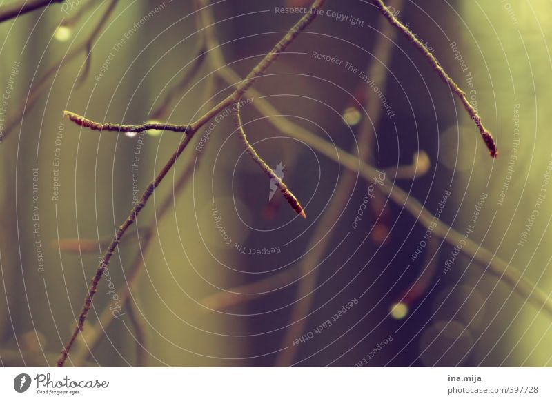 __ Environment Nature Landscape Plant Water Drops of water Spring Glittering Point of light Branch Bud Leaf bud Beautiful Peaceful Calm Love of nature Dawn