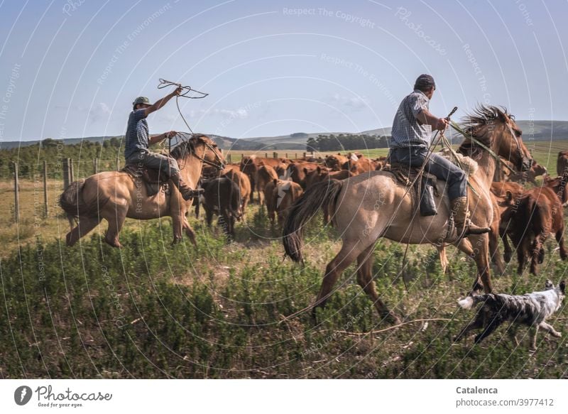 Both rider and dog drive herd of cattle into gate corner Cattleherd lasso Lasso Summer Group of animals Keeping of animals Agriculture Grassland Willow tree