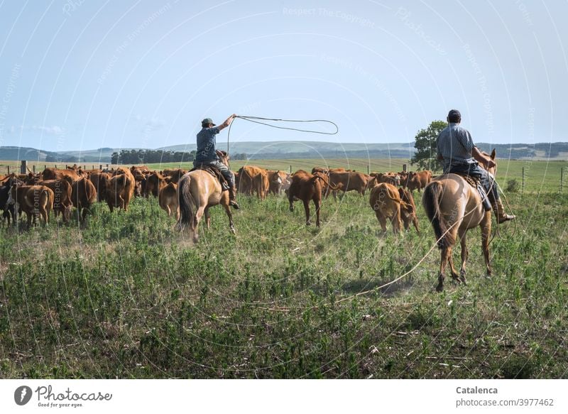 The cows are difficult to lasso and get out of the way of both riders daylight Day Beautiful weather Grass Clouds Sky Horizon Cow Farm animal Animal Nature