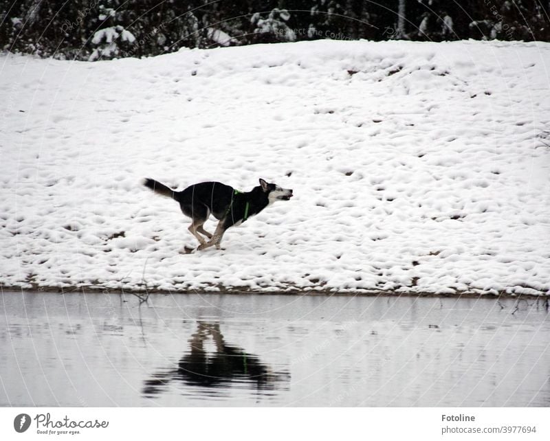 irrepressible joy - Alice is a husky girl who experiences snow for the first time in her life. Exuberantly she romps through the snow at the water. Husky Dog