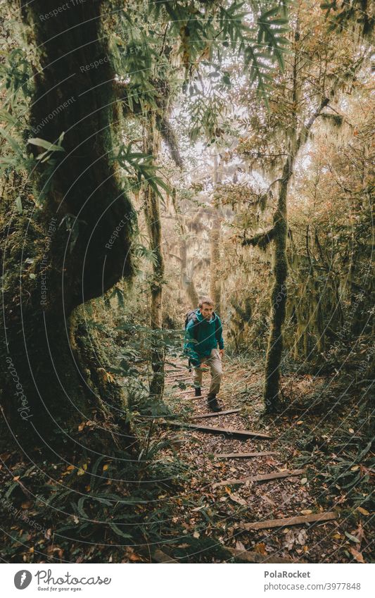 #AS# hiker rainforest Tropical Forest trees Moss Mystic jungles Fog Adventure Deserted Nature Green Landscape naturally foliage Untouched Fascinating flash