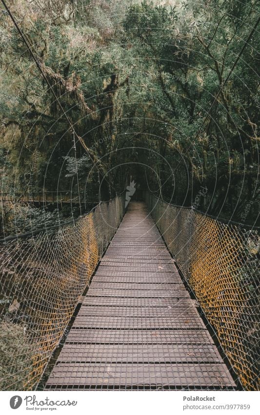 #AS# Suspension bridge for adventurers Wood Virgin forest jungle giants Fern grasses Moss Adventure Nature Exterior shot Plant Deserted New Zealand ferns