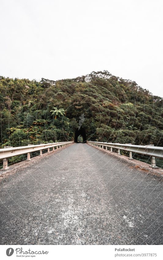 #AS# Jungle Tunnel II jungles Street Crash barrier Adventure Cave Fern New Zealand Exterior shot Dark Plant Landscape Deserted depression Exit route Target