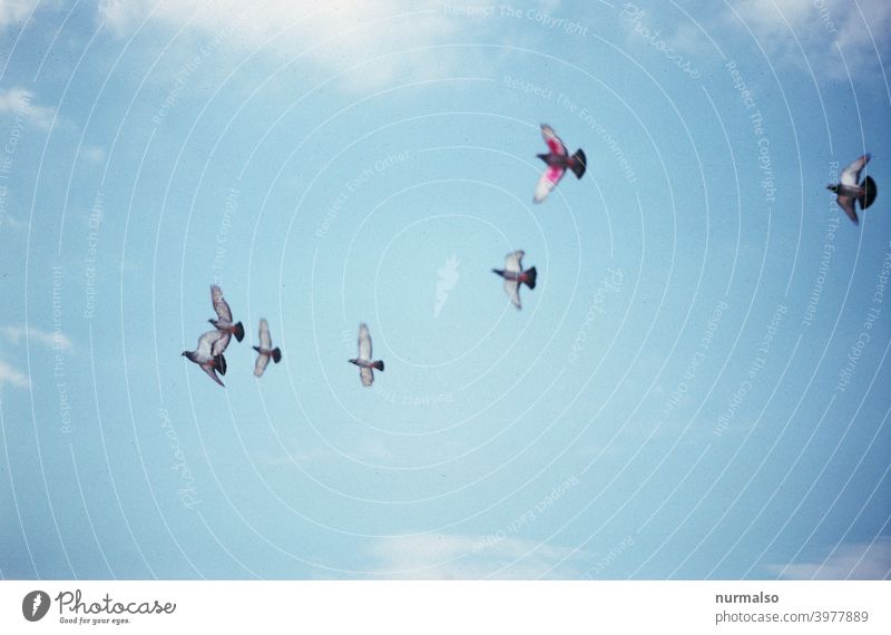 Friedenstaube flieg Taube vogel flug fliegen frei wind himmel himmelsblau hochzeit aufsteigen höhe luft sauberkeit schwarm