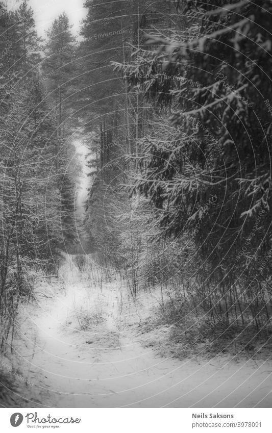 another perspective in the twilight of the fairy forest in deep winter / light and way up at the end of tunnel Above abstract adventure aerial beautiful blue