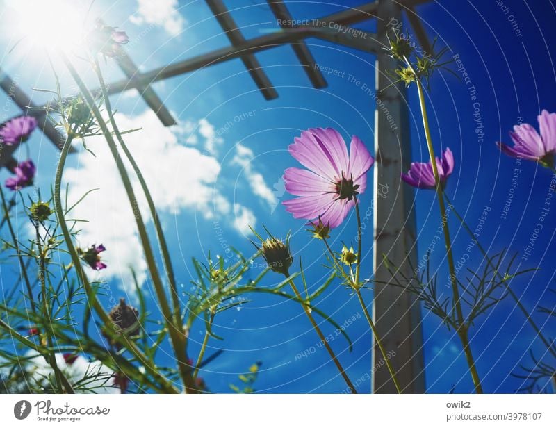 future prospects Pérgola Pole Wood Movement Flower Plant Sky Landscape Nature Environment Sun Summer Clouds Beautiful weather Blossom Wild plant Bushes Cosmos