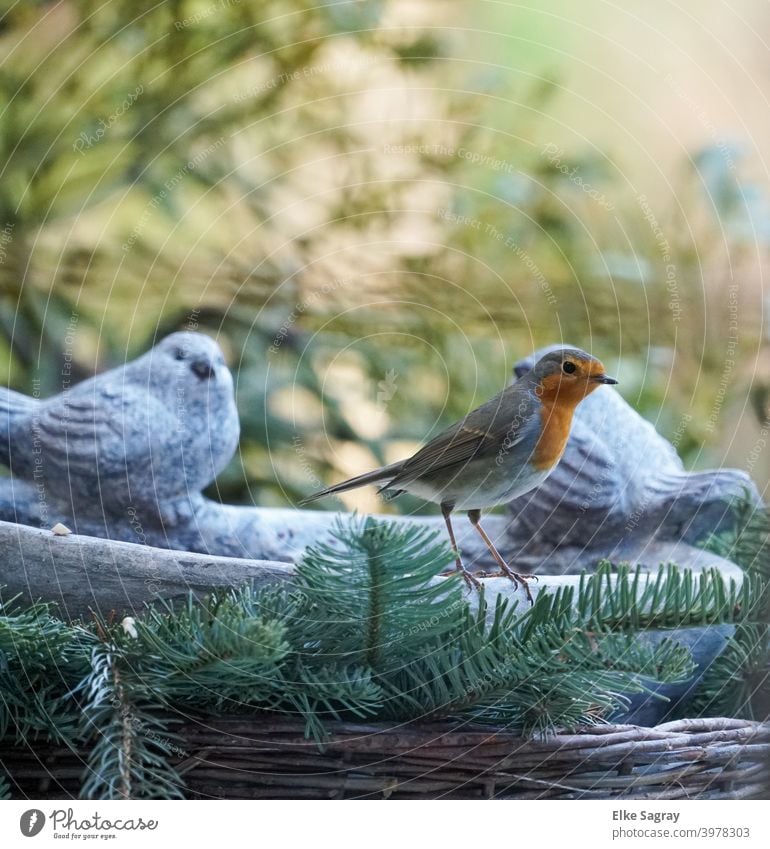 Robin at the feeding place Robin redbreast Bird Nature Deserted Environment Shallow depth of field Wild animal Full-length Day