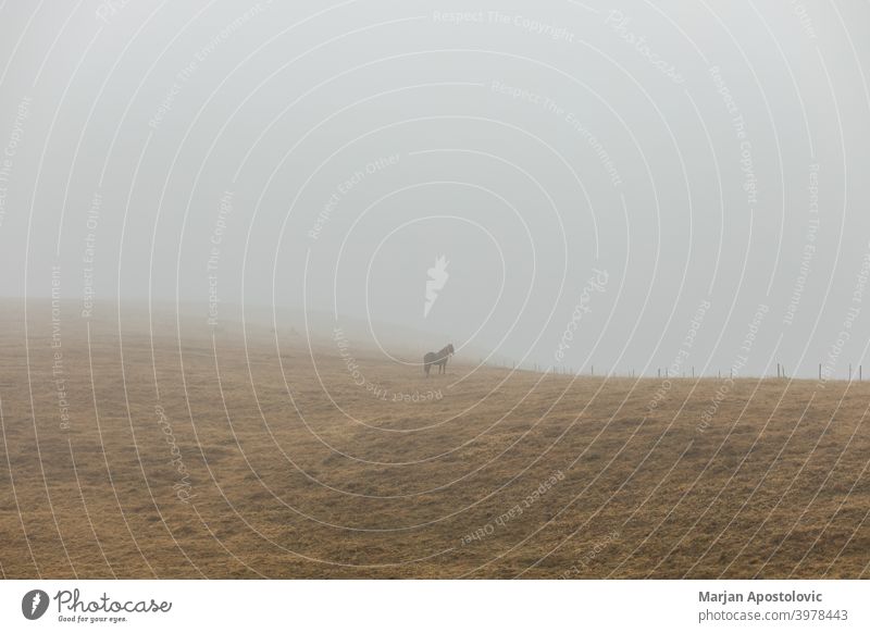 Horse on a misty meadow animal animals autumn beautiful beauty black brown calm countryside dawn domestic farm farmland field fog foggy grass haze hill horse