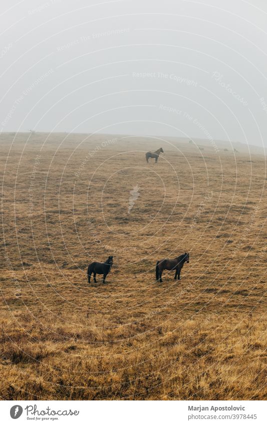 Horses on a misty meadow animal animals autumn beautiful beauty black brown calm countryside dawn domestic farm farmland field fog foggy grass haze hill horse