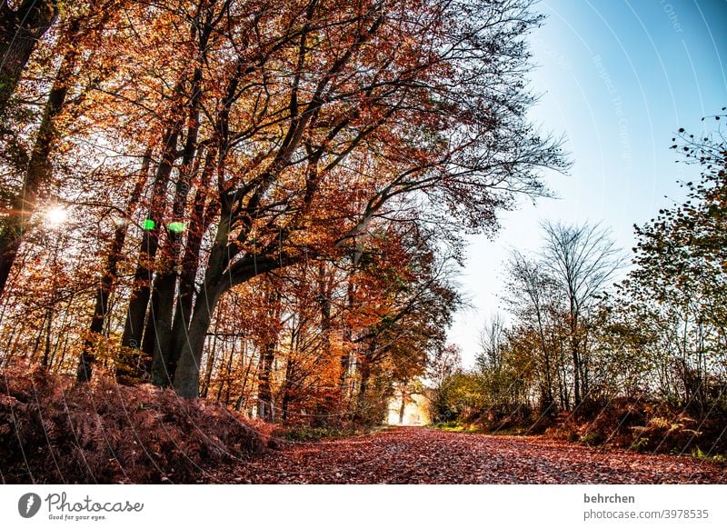 SUN(autumn) DAY Autumnal landscape Autumnal weather leaves Automn wood Sunbeam autumn walk Sky Blue sky Idyll Autumnal colours Calm Beautiful weather