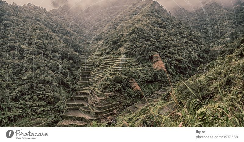 terrace   field for  coultivation of rice banaue philippines mountain nature ifugao asia landscape travel agriculture valley black farm vietnam food china asian