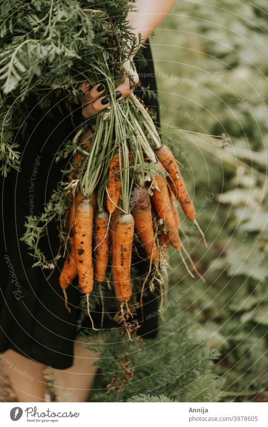 Carrot harvest carrots vegetables autumn zero waste lifestyle garden gardening organic vegetarian Organic produce Healthy Eating Fresh Nutrition Vegetarian diet