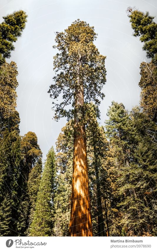 Giant sequoia tree in the Kings Canyon National Park, California travel nature park california national giant usa forest big landscape dawn yosemite massive