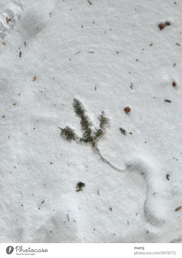 Spruce branch has made an S-track and is now lying in the snow wavy Tracks White Snow Winter Snow track spruce branch winter Snow layer Cold needles foliage