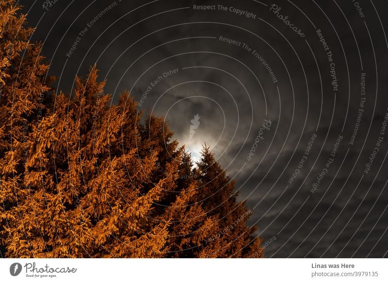 An image of winter’s landscape at night. Well, more of these pines are enlightened with orange light. The full moon and cloudy sky make this scene a bit moody.