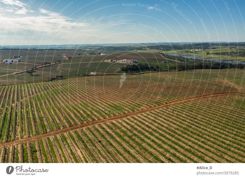 Aerial view of the industrial agricultural landscape in Olivenza Extremadura Spain above aerial aged agrarian agriculture agriculture field bridge Cork