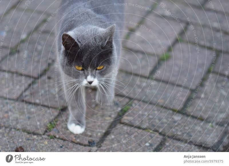 Front view of a grey cat against a grey background head front view close up closeup ear eye eyes animal fur animal hair whiskers cat mammal pet