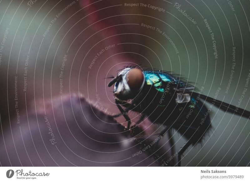 A greenbottle fly, Lucilia sericata, is a blow fly with brilliant, metallic, blue green color. Close-up of tiny diptera, macro photography of flies. Animal