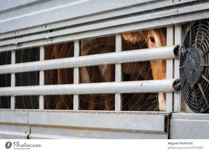 Veal peeking out of aeration windows in a cattle truck. veal cage animal transport cow livestock eye brown cattle transport meat industry mammals animals