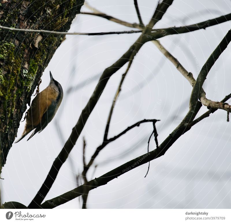 Nuthatch looking for food on a tree trunk Eurasian nuthatch Bird Winter Tree Climbing Avifauna Sitta Europaea salix Broken willow animal world climbing