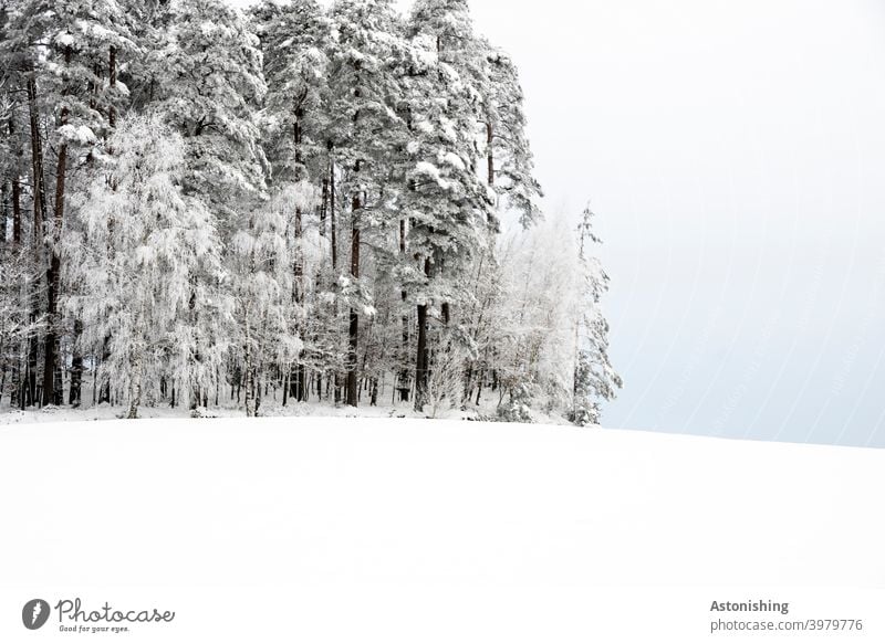 Forest edge on a hill in winter Winter Winter forest Snow Hill mill district Meadow White Horizon Coniferous forest conifers Snowfall Sky Clouds Nature