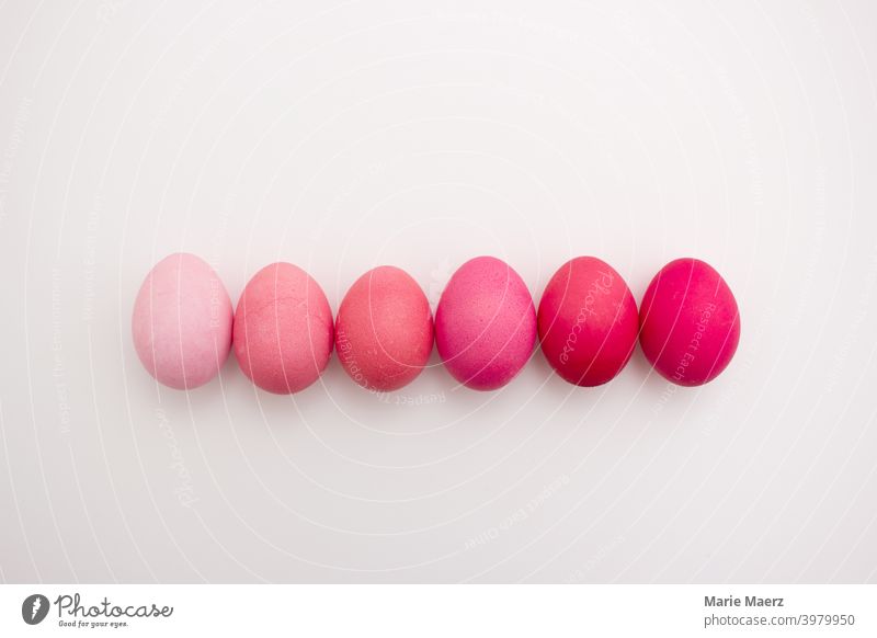 Row of 6 Easter eggs in different shades of pink from pastel to pink on a light background pretty Bright celebration Close-up Collection Colour Copy Space