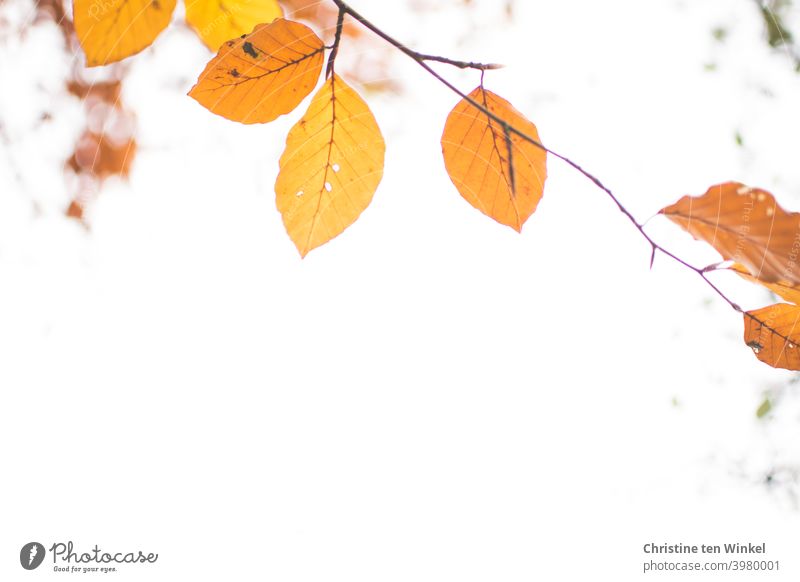 Orange autumn leaves on a thin branch. View upwards against the white sky. Frog perspective. Autumnal colours coloured leaves Autumn leaves Delicate