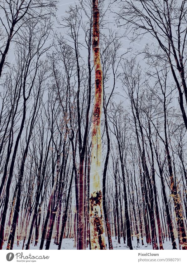 Winter onset in the forest Nature Snow Tree Landscape Ice Sky Cold Snowscape Forest Winter forest Exterior shot Frost White