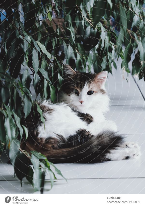 a long-haired, tabby cat lies under overhanging foliage and looks suspiciously into the camera hangover Cat Long-haired White mackerelled Domestic cat reclining