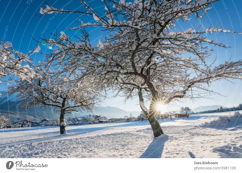 Leafless old apple trees covered by snow in sunny winter landscape in Wildermieming, Tirol, Austria austria mountain leafless village alps season tirol path