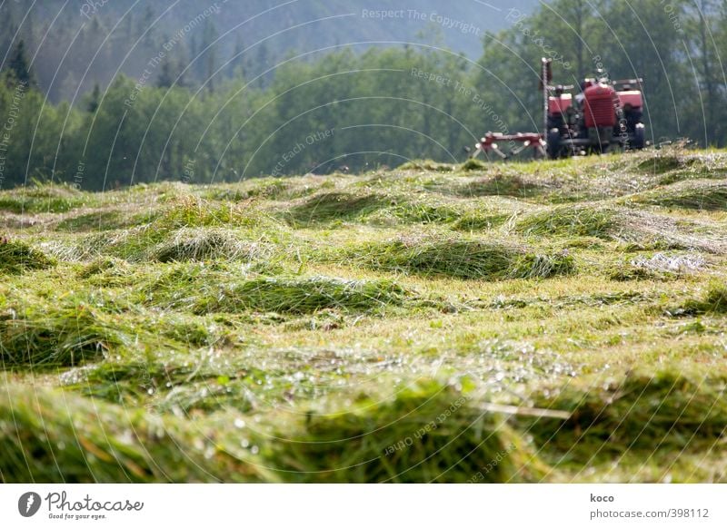 make hay Tourism Summer Summer vacation Economy Agriculture Forestry Farm Environment Nature Landscape Beautiful weather Warmth Grass Foliage plant