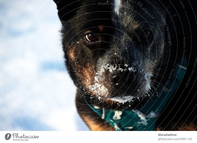 Potrait of an Australian Cattle Dog in the snow Australian cattle dog Snow portrait Animal Colour photo Pet Exterior shot Nature Purebred Purebred dog Mammal