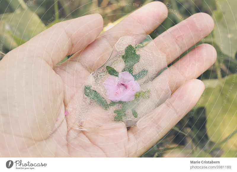 Hand holding flower trapped in melting icicle concept thawing ice global warming climate change seasonal shift season change springtime spring season