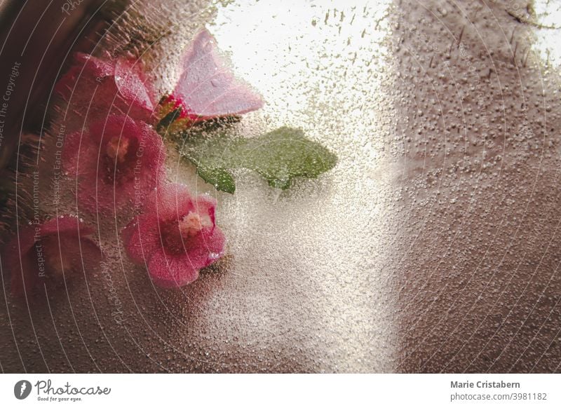 Close up of flowers trapped in thawing ice during the early Spring season flowers in ice spring theme season change climate freeze winter flowers and ice