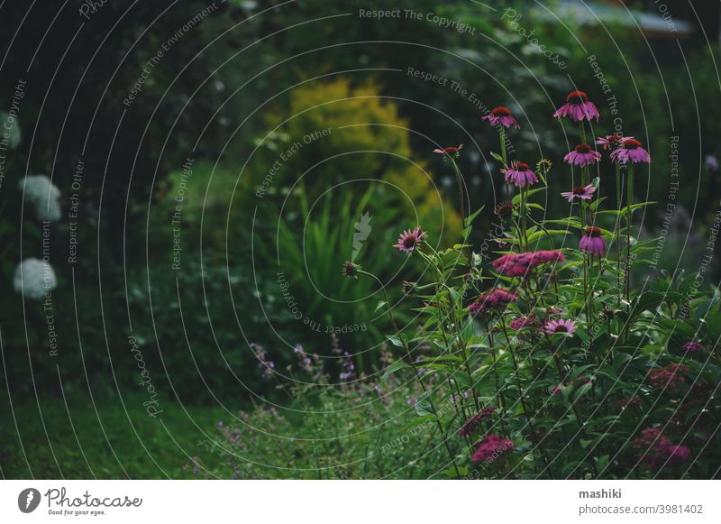 beautiful summer evening garden view with blooming echinacea and other flowers. Private romantic cottage garden nature plant coneflower purple floral perennial