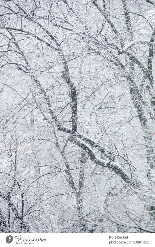 #A0# Winter forest Winter mood Winter's day winter Winter light trees branches Snow blow snow