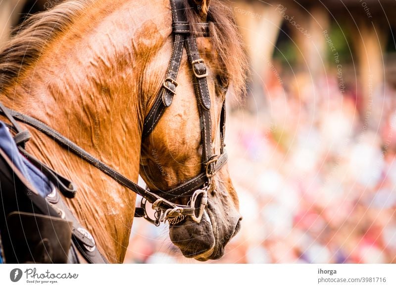 portrait of horse on the outside Looking Nobody adult animal background beautiful beauty brown close-up closeup color cute equestrian equine eye face farm field