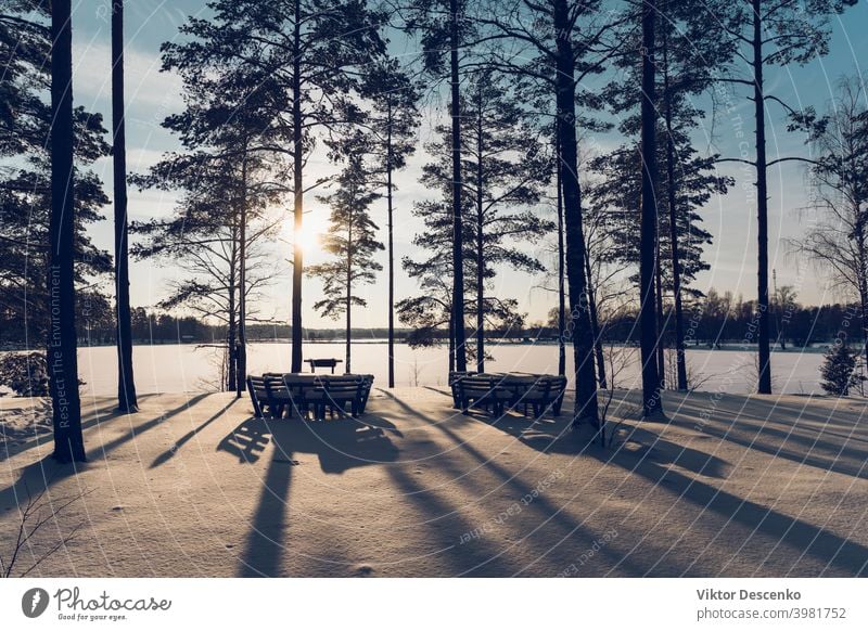 Pine forest by the lake on a sunny winter day europe january fir holiday christmas light reed hike latvia forest lake calm white color fresh silence nobody