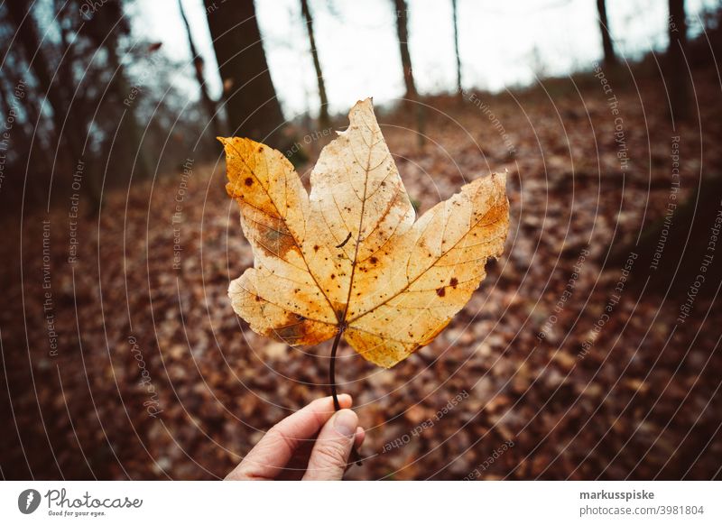 Autumnal maple leaf bokeh close up conifer conifer forest coniferous forest coniferous woodland curing cut deep forest dry fir branch fir cone fir tree forestry