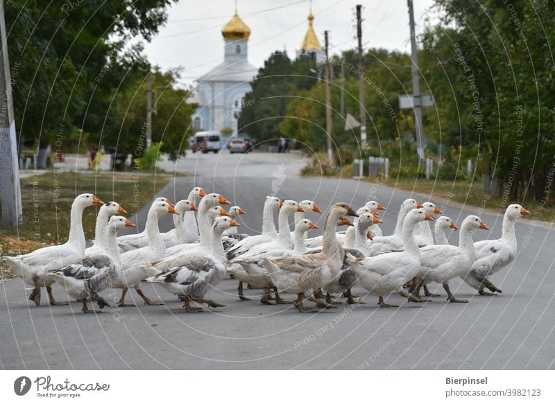 Geese crossing the village road in Besalma (Republic of Moldova/autonomous region of Gagauzia) Goose Animal Village Street Goose step Church golden Onion Roof