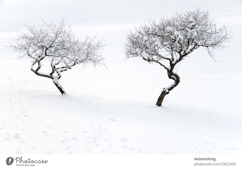 two snowed in trees eye each other sceptically 2 Nature Winter Landscape Curve Tree Snow White Treetop twigs branches Hill winter landscape Snow layer trace