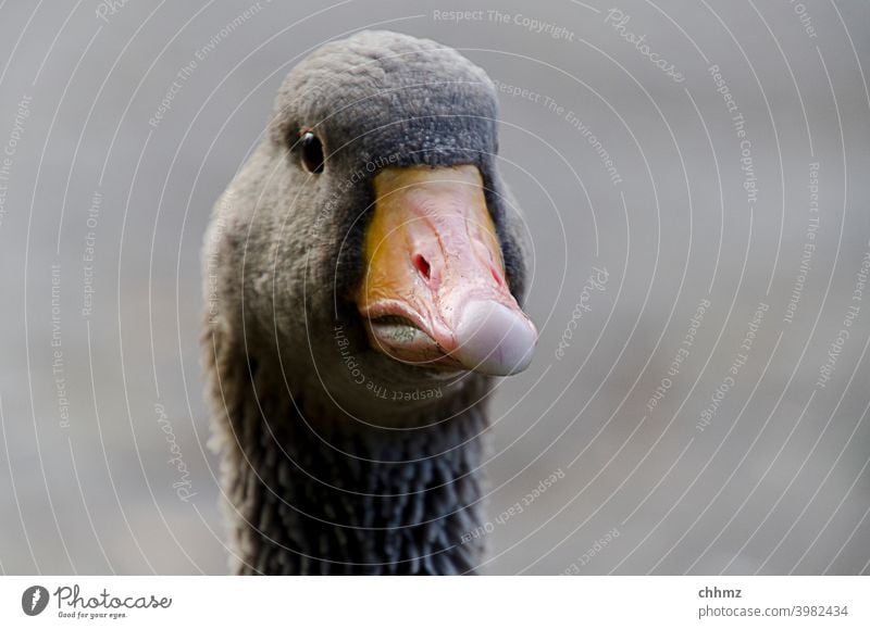 greylag Gray lag goose Goose Bird Animal Exterior shot Wild goose Beak Poultry Nature Eyes Neck Head Death's head look Curiosity Animal portrait Deserted