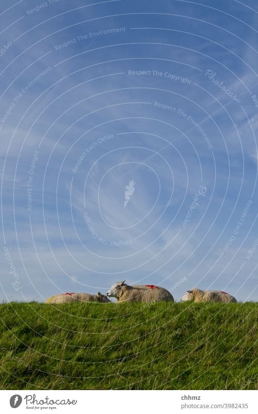 Sheep on dike sheep Dike Dam Sky cirrostratus clouds doze rest Meadow Grass three Horizon Landscape flood protection Netherlands coast Wool Farm animal Flock