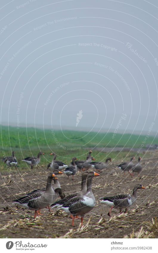 grey geese Animal Bird Nature birds Field acre Fog Gray Dike hazy Exterior shot Sky Group of animals Environment Wild animal Flock Autumn Migratory bird rest